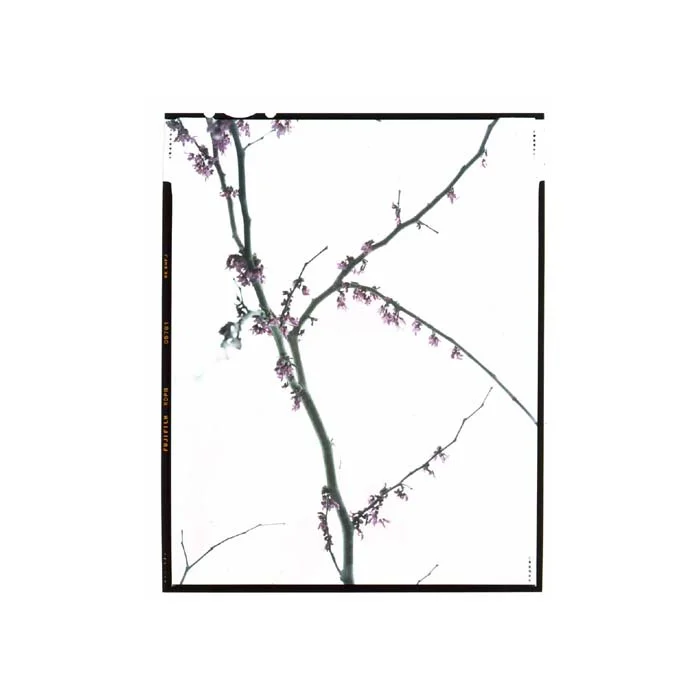 Cercis canadensis