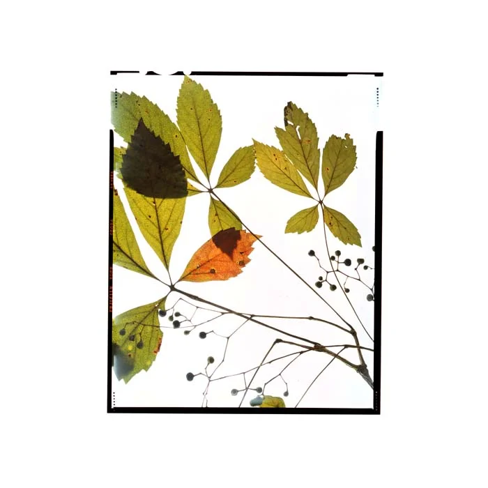 Parthenocissus quiquefolia