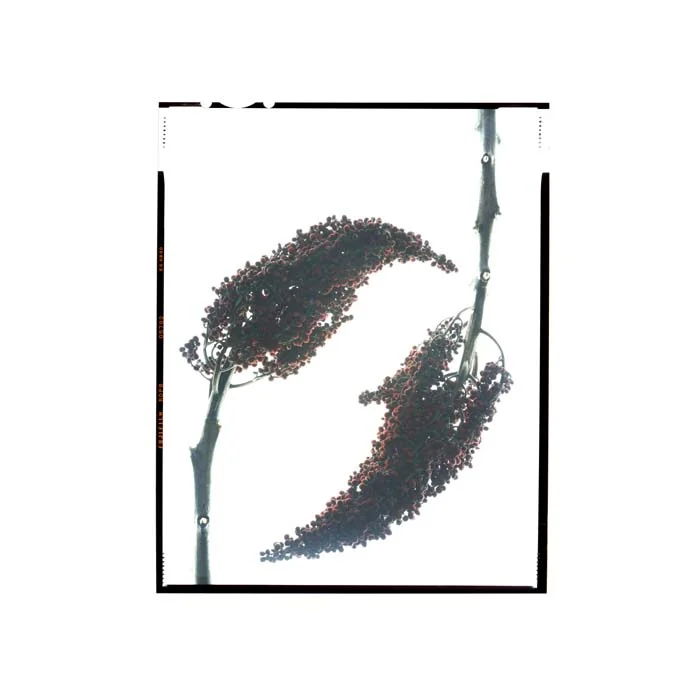 Rhus glabra