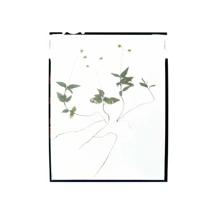 Chimaphila maculata