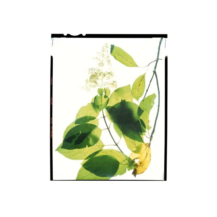 Hydrangea paniculata
