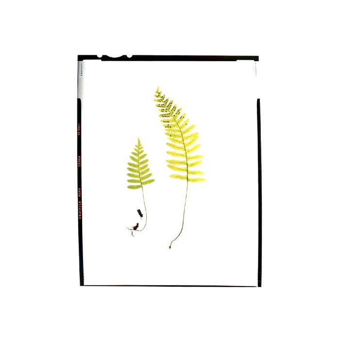 Pleopeltis polypodioides
