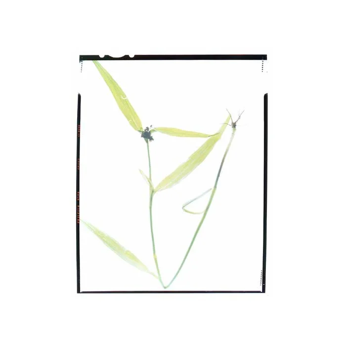 Tradescantia virginiana