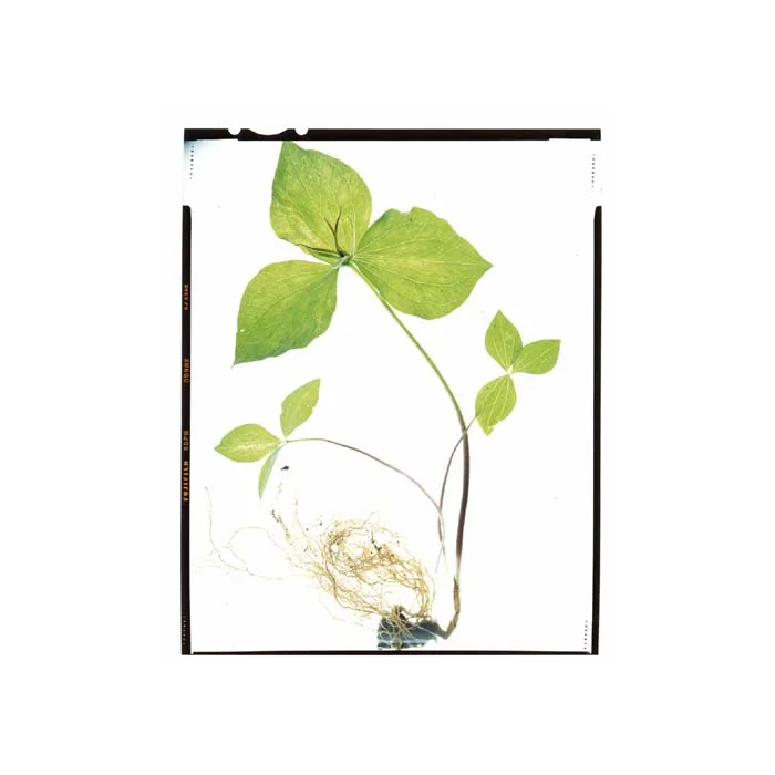 Trillium sp.