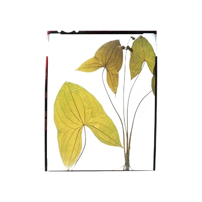 Sagittaria latifolia