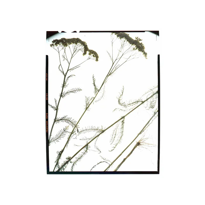 Achillea millefolium