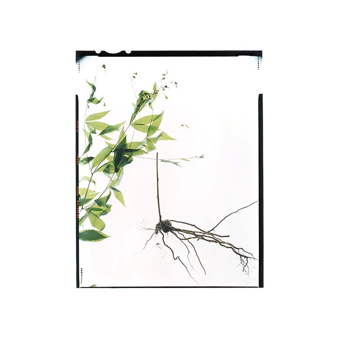 Porteranthus trifoliatus