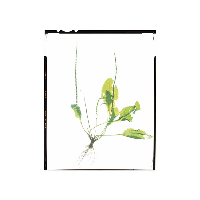 Plantago major