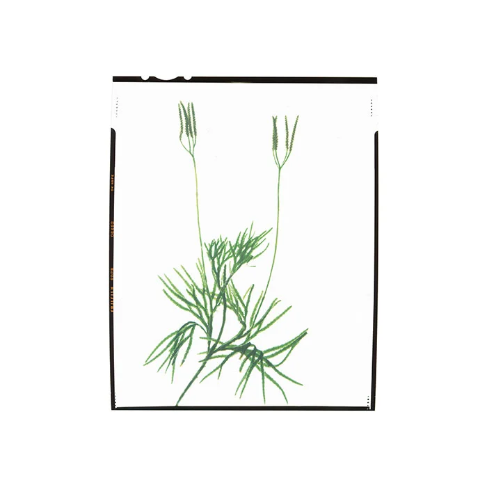 Diphasiastrum digitatum