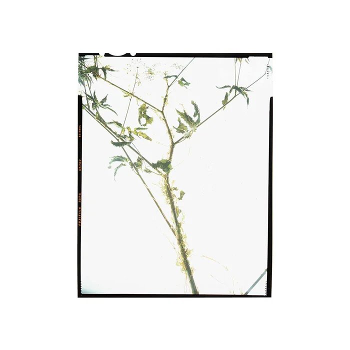Cuscuta rostrata