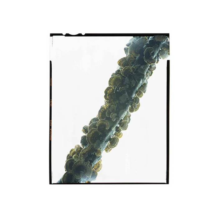 Trametes versicolor