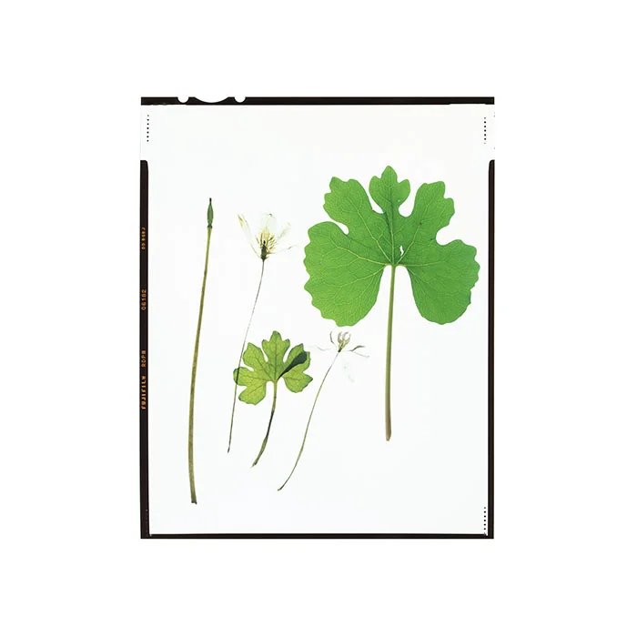 Sanguinaria canadensis