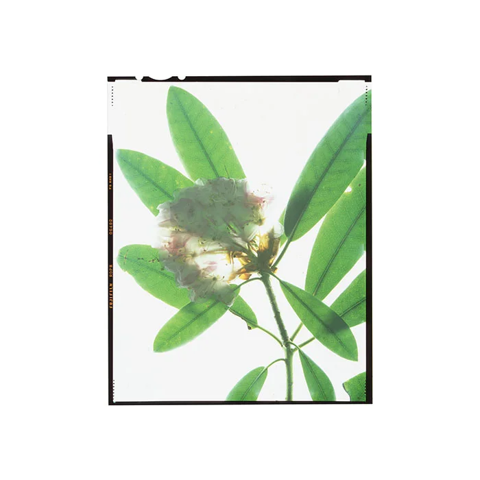 Rhododendron maximum
