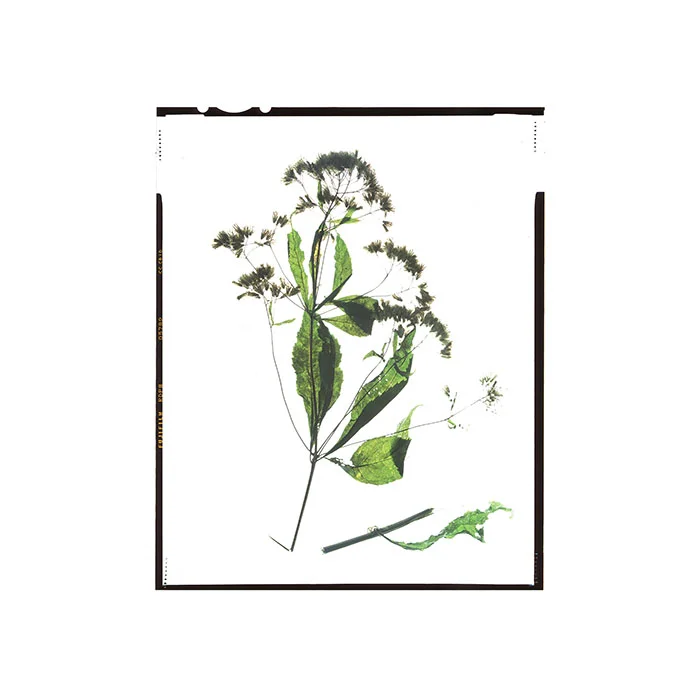 Eutrochium purpurem