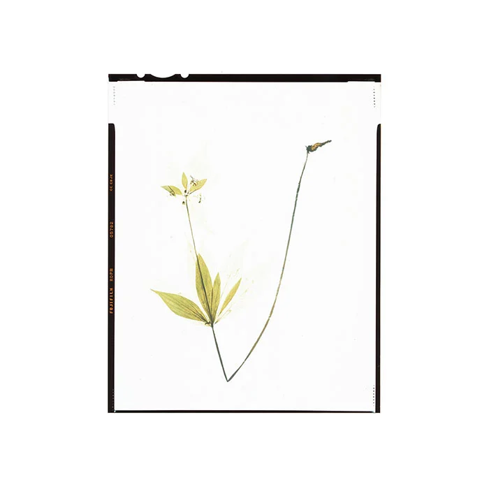 Medeola virginiana