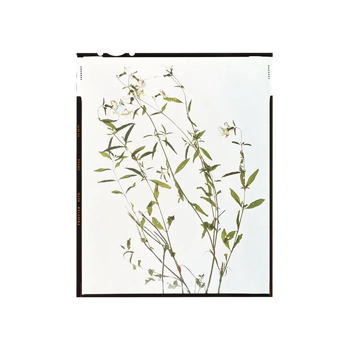 Rhexia mariana