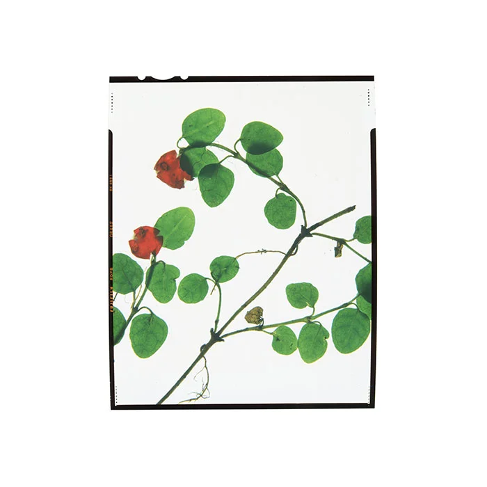 Mitchella repens