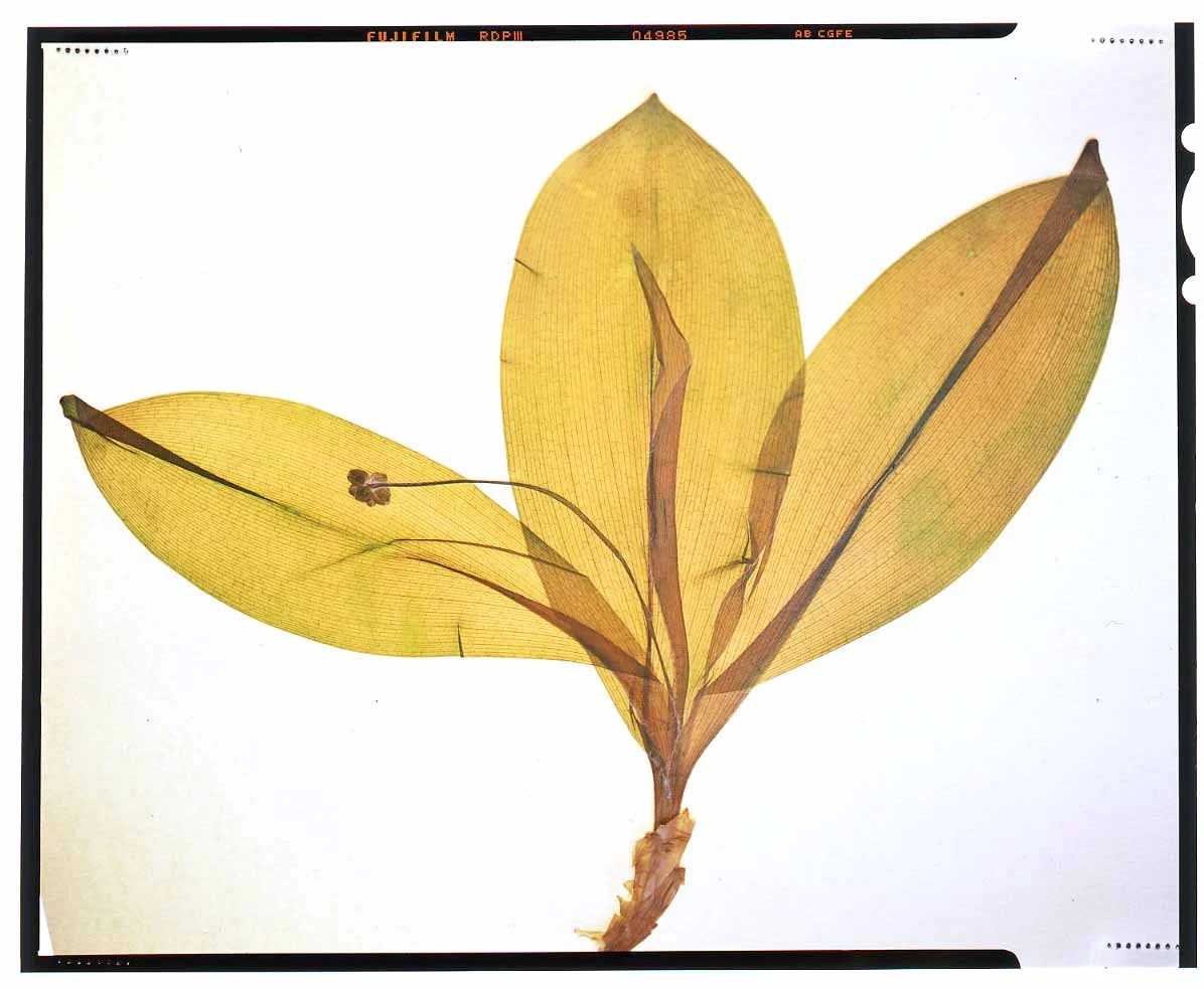 Convallaria majalis is the very first plant Honour placed on a light table to photograph. She was in awe of the transparent nature revealed and began her journey of photographing plants.