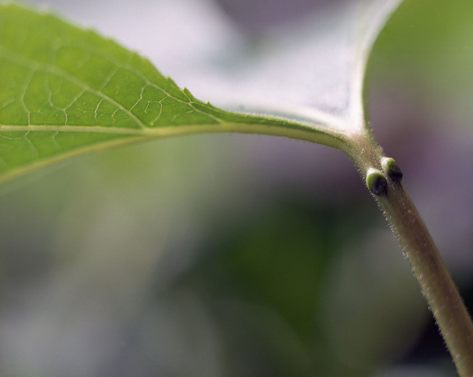 1 Honour Stewart Passiflora incarnata leaf stem.jpg