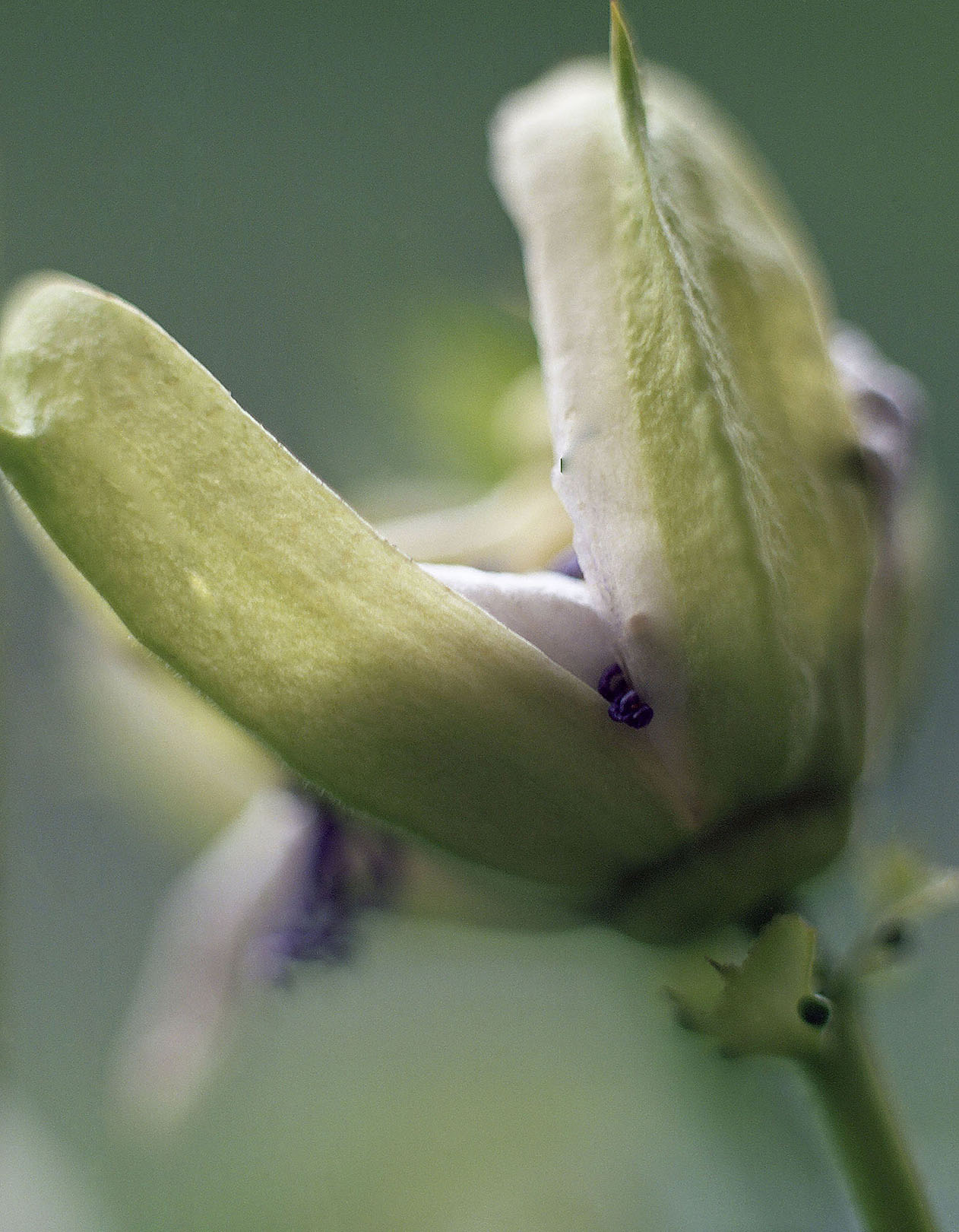2 Honour Stewart Passiflora incarnata start of flower.jpg