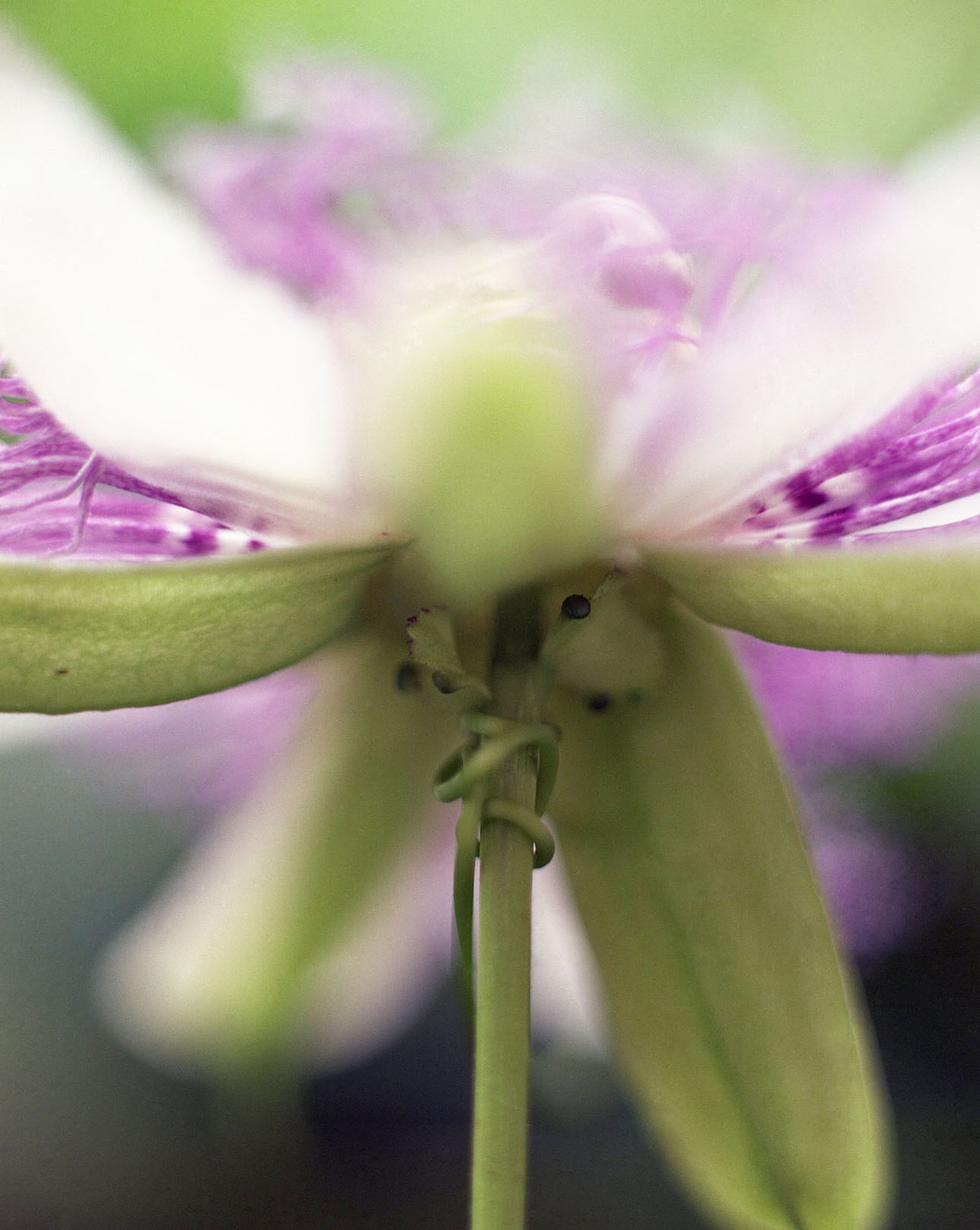 3 Honour Stewart Passiflora incarnata fower opening.jpg