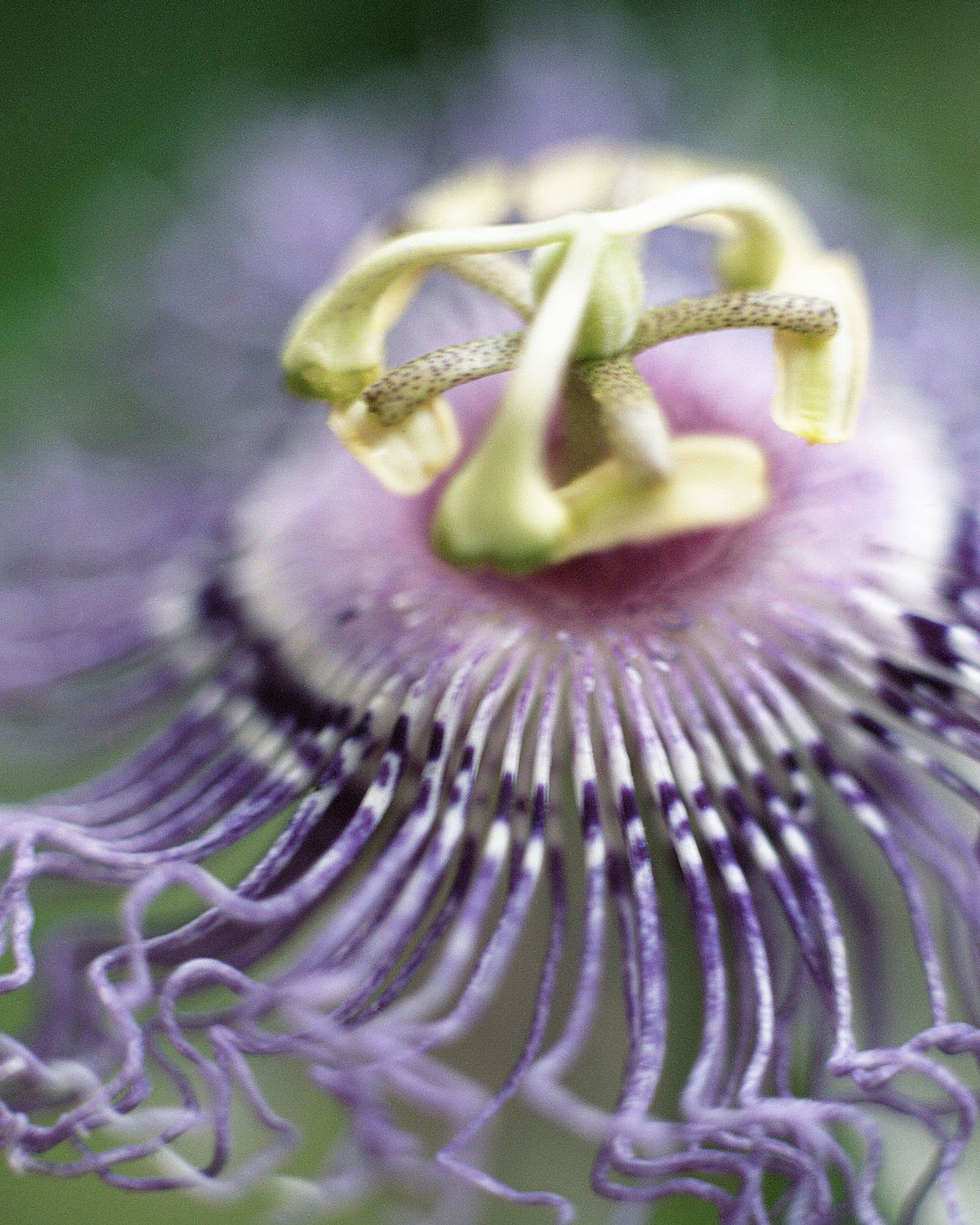 4 Honour Stewart Passiflora incarnata flower phase vertical.jpg