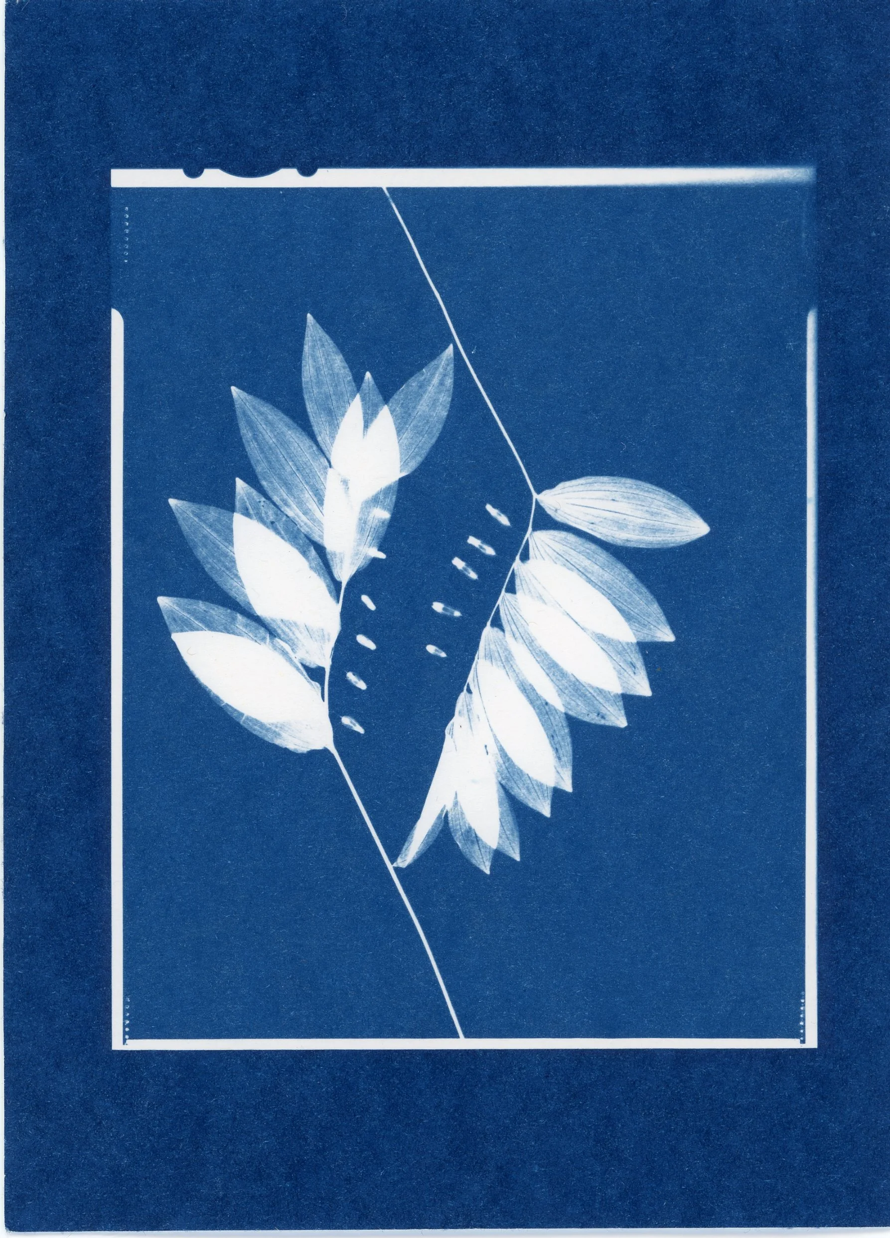 cyanotype contact print 5x7"