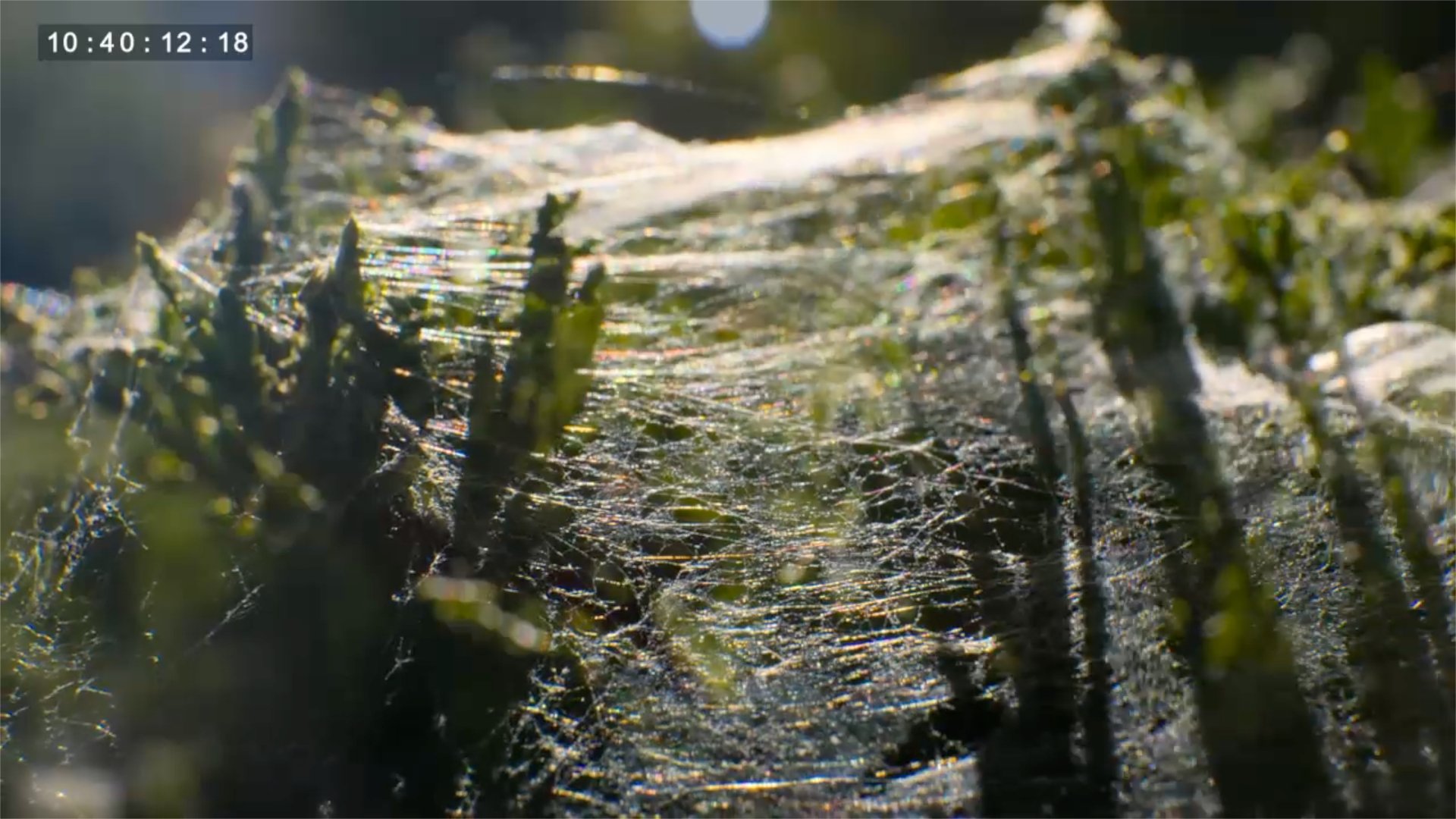 Cobwebs.jpg