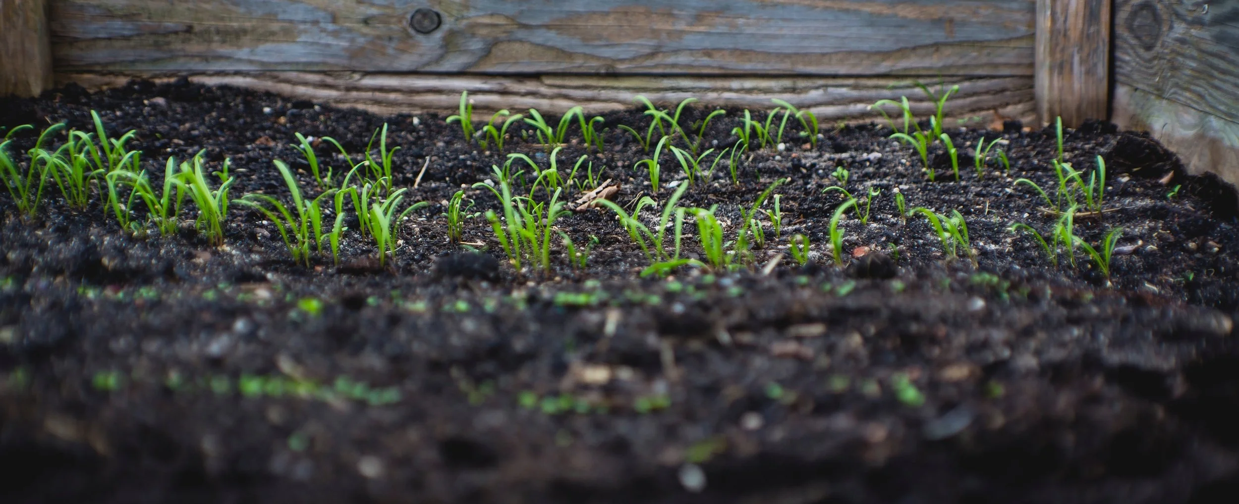 Compost Cab  - Green Shoots.jpeg