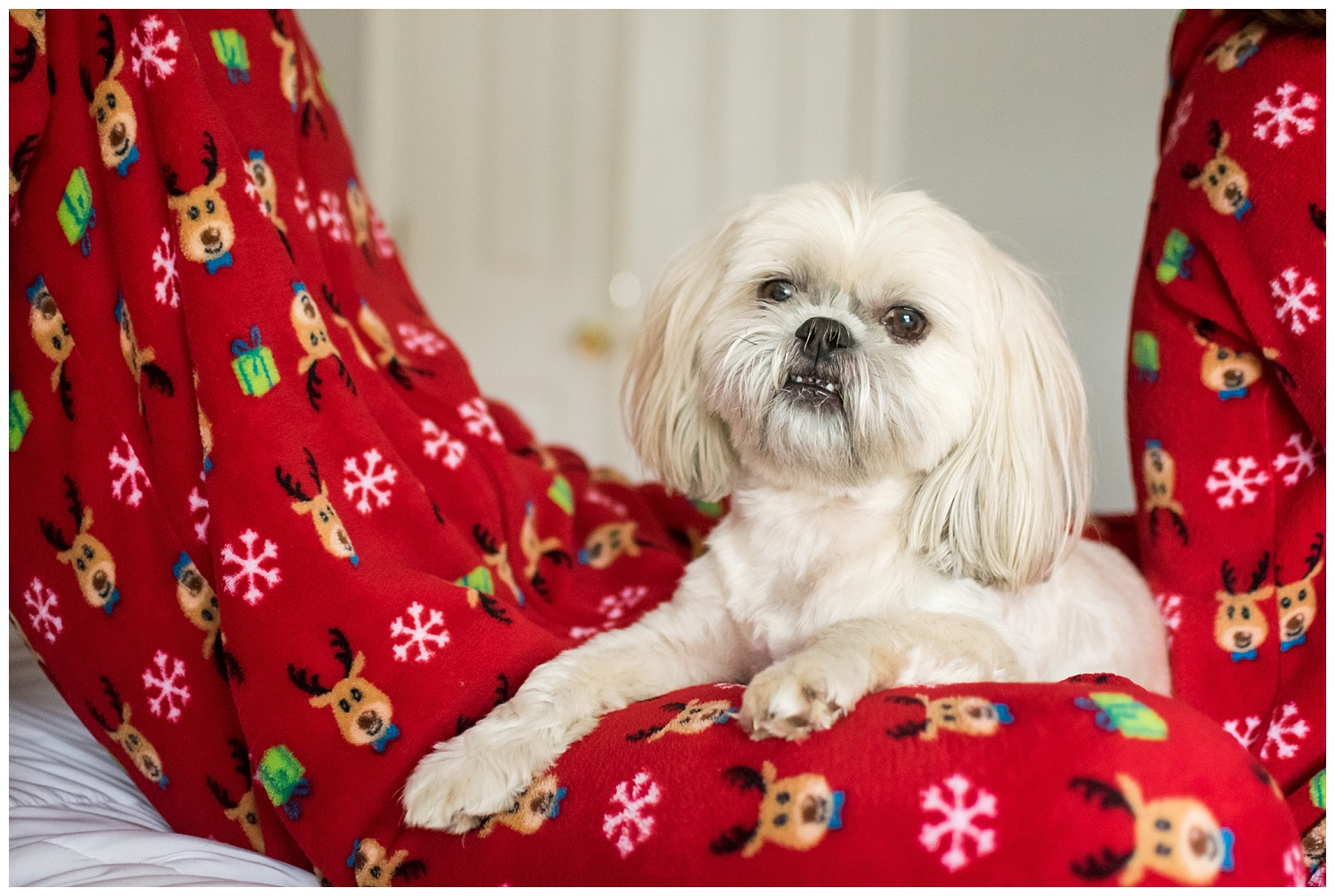 this is a close up image during an in home christmas lifestyle session and the focus is on the family dog. the dog is looking at the camera.