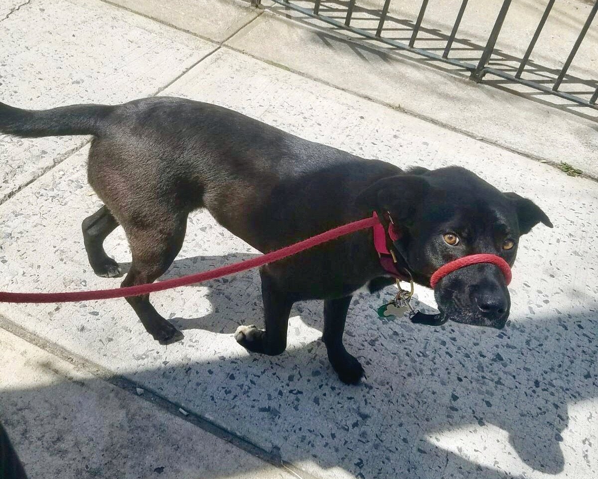 Dog nose clearance lead