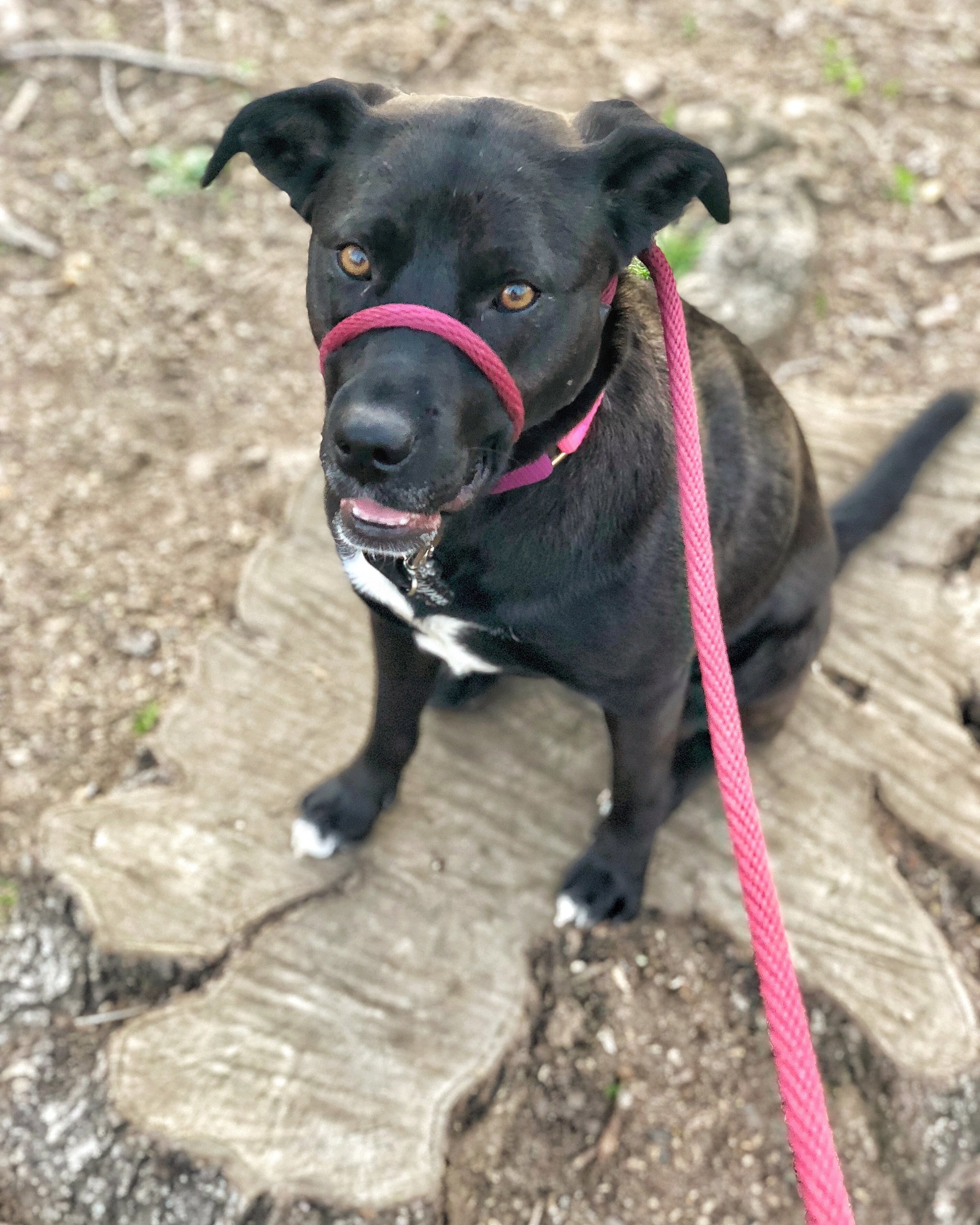 nose leash for dogs