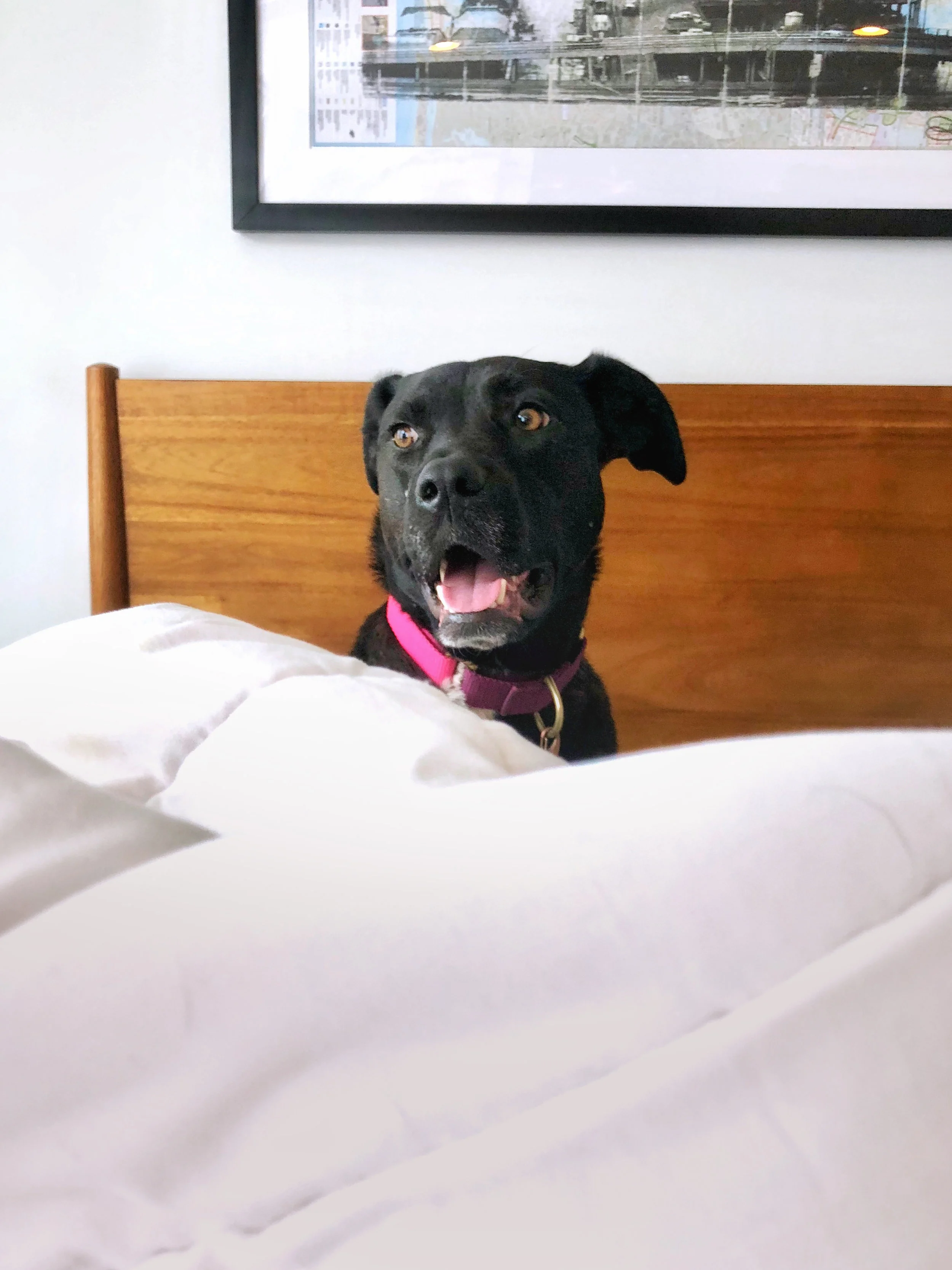 How do you spy on your dog?