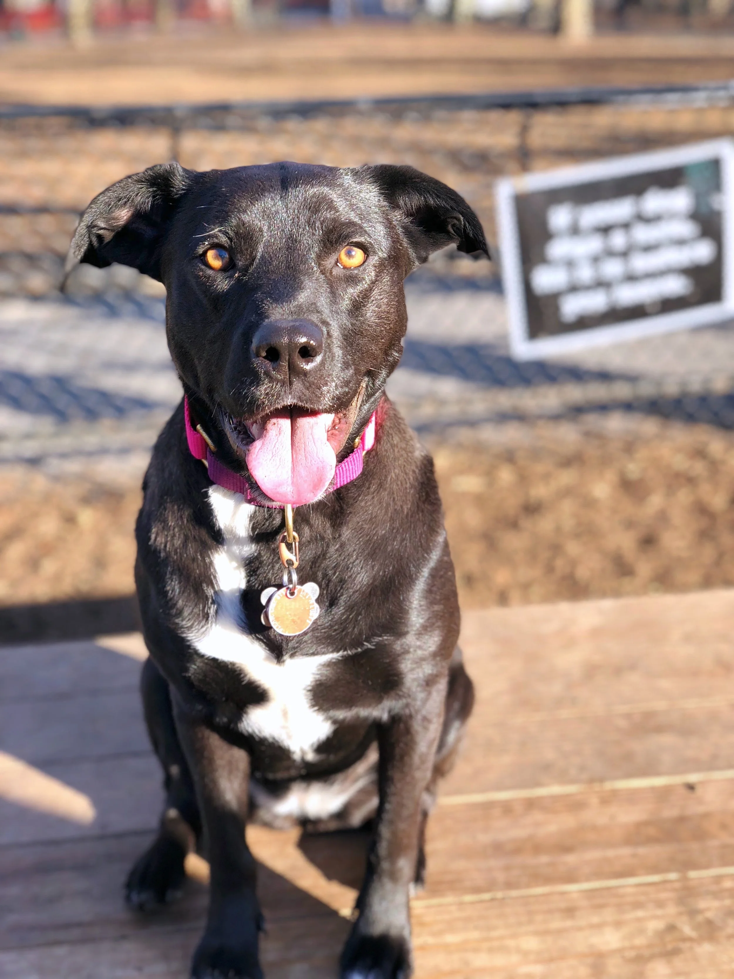 Why do you train your dog? Is she bad?