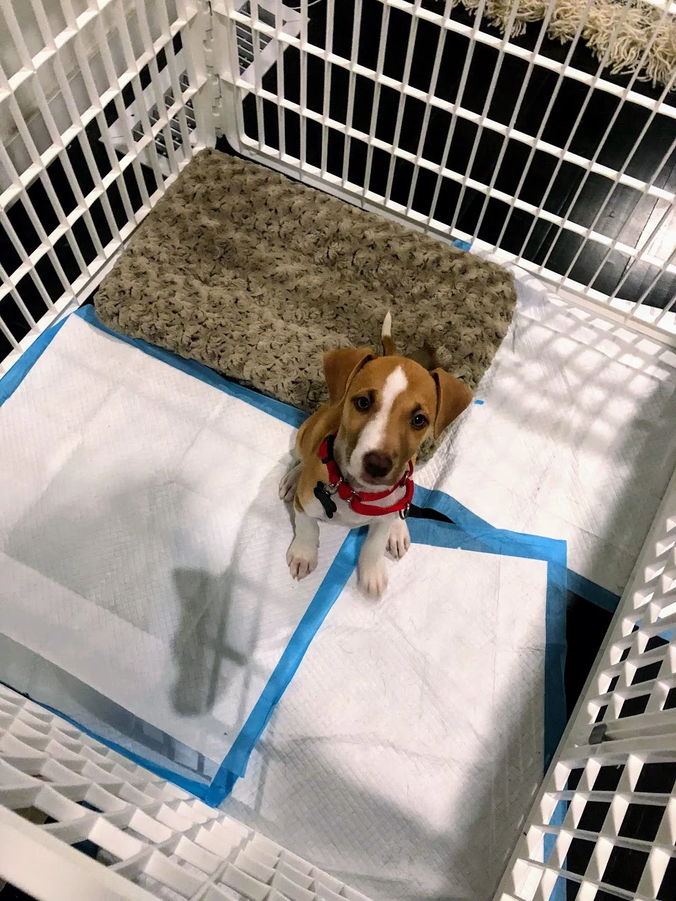 Rita went right to our prepared playpen when she came home.