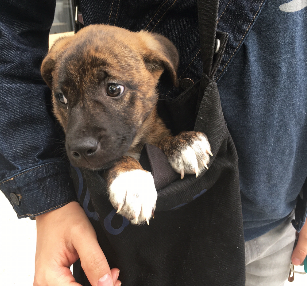 Rosie, headed home! 
