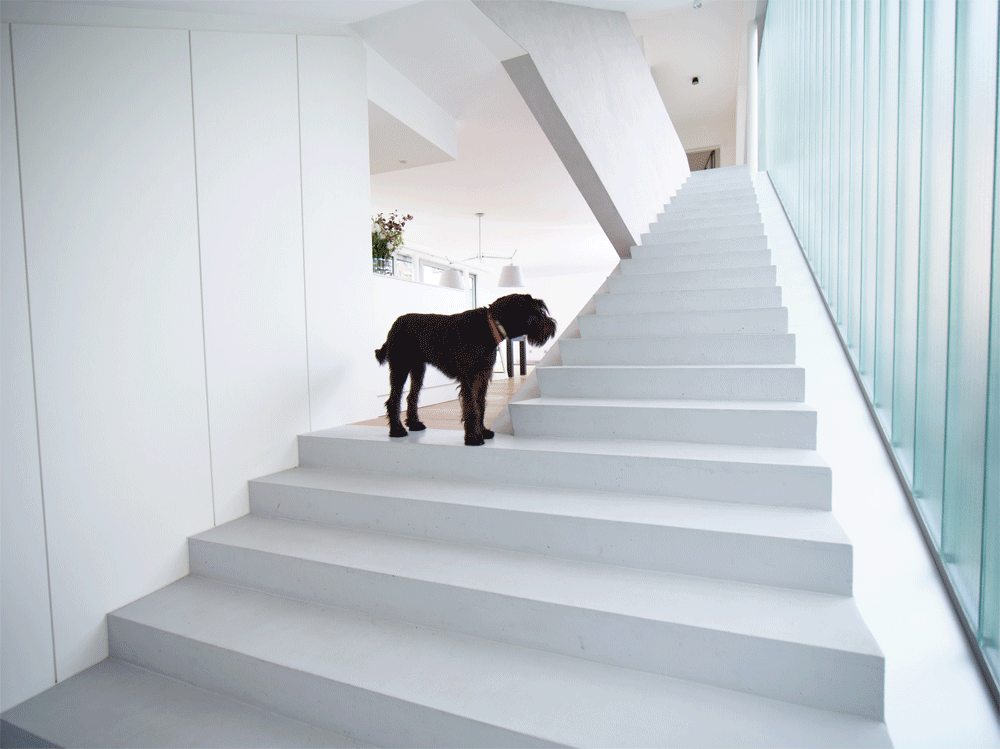 INT_stairs_with-dog