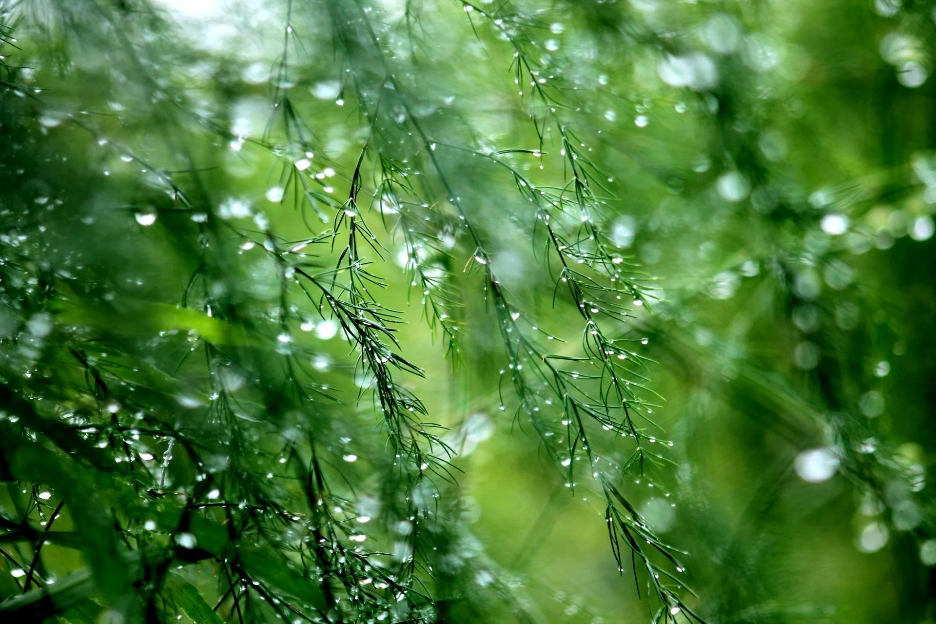 droplets on evergreen.jpg