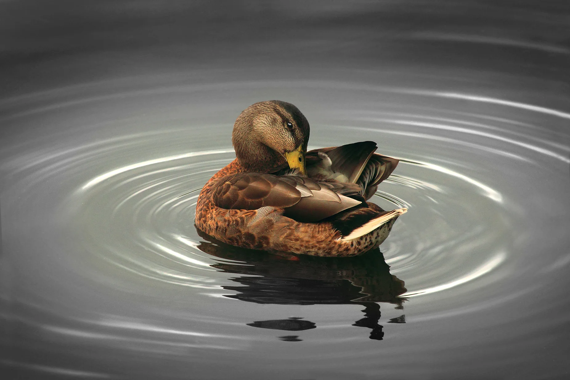 duck Erica.jpg