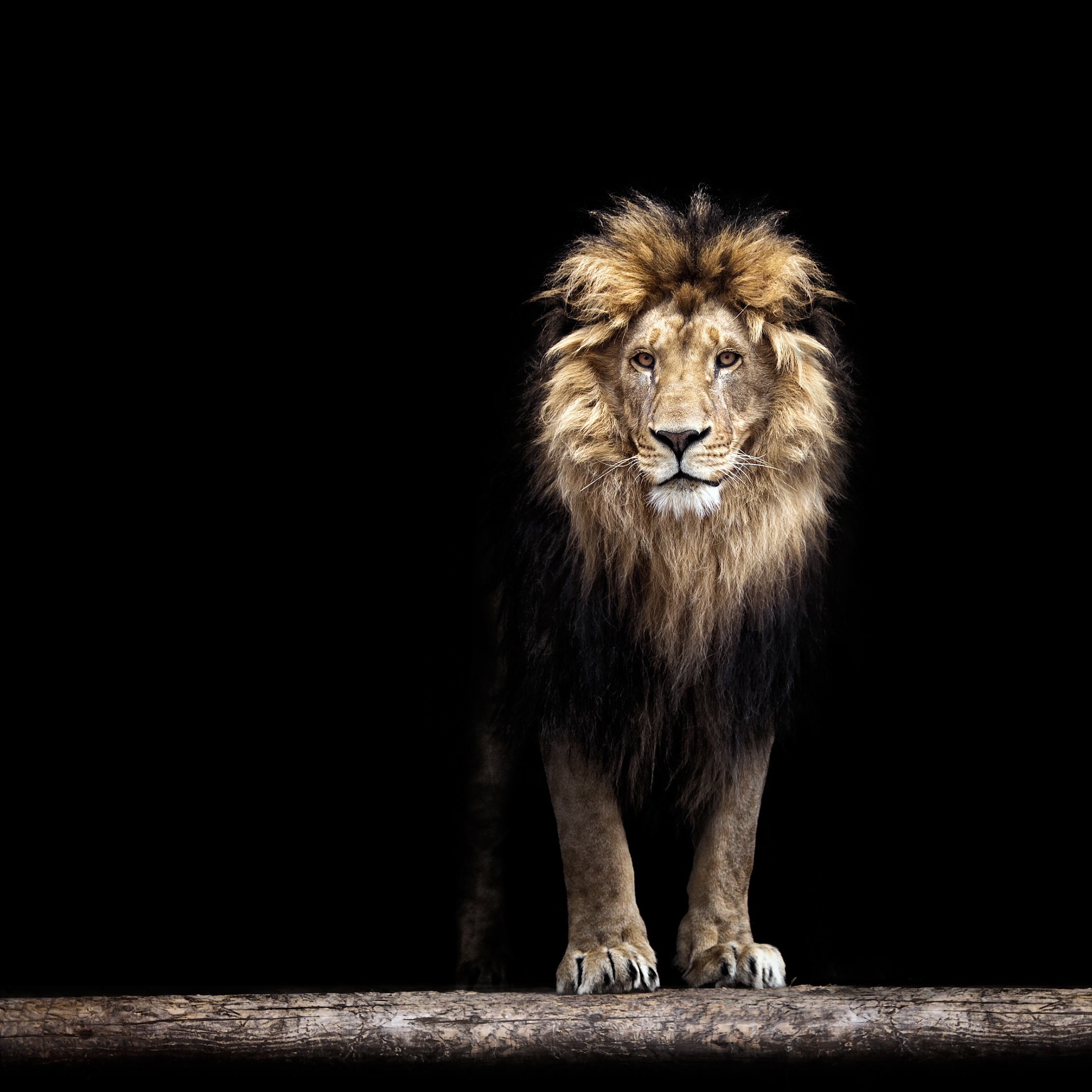 The female lion is our spirit animal. But ask us about the male lion's mane.