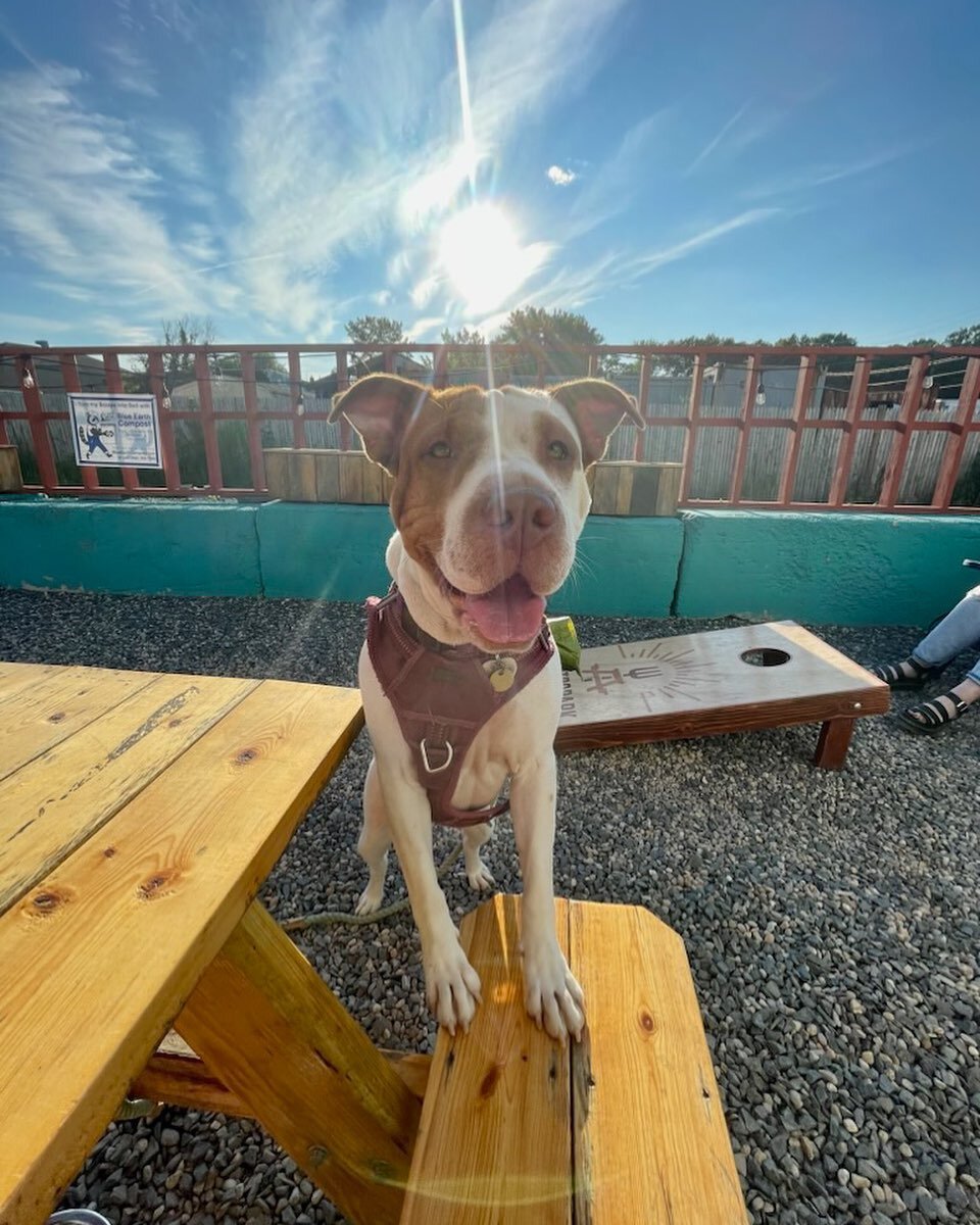 Looking forward to sunny days ahead with our furry friends! 🐶

NEXT Thursday 4/13, we will be hosting our very own GastroBARK event from 5-8pm 🐶🥰

Come Gather and Graze our vendors while enjoying a house made GastroPark cocktail or local beer 🤤

