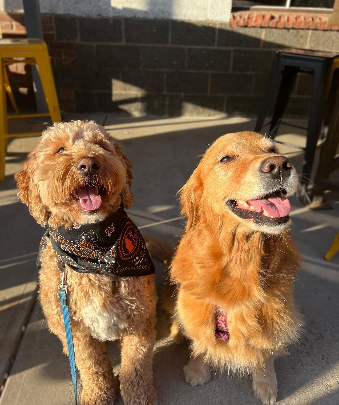 Golden hour isn&rsquo;t just for humans ☀️😉

Join us later today for our first annual GASTROBARK event from 5-8pm 🐶🥳

Enjoy the BEAUTIFUL weather while supporting small businesses for your pup (dog accessories, treats AND caricature drawings) 🛍️
