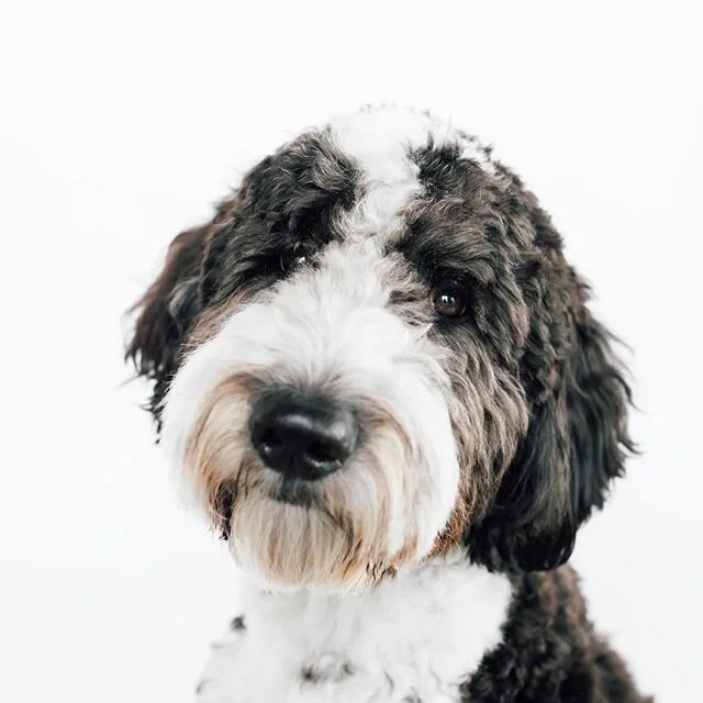 A huge thank you to @little_dogos for this amazing Moose original. I could not have been more excited to give this to Jake on Christmas. Happy Holidays! ❤️