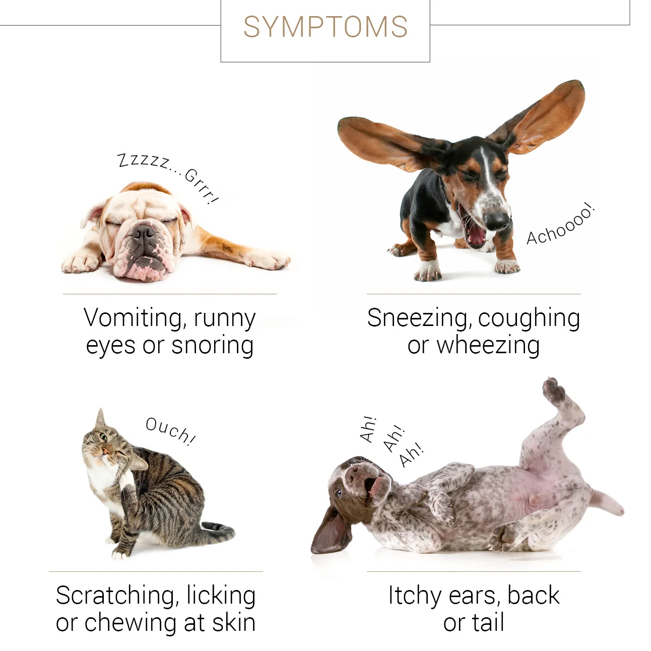 Is Your Pet Suffering From Seasonal Allergies?