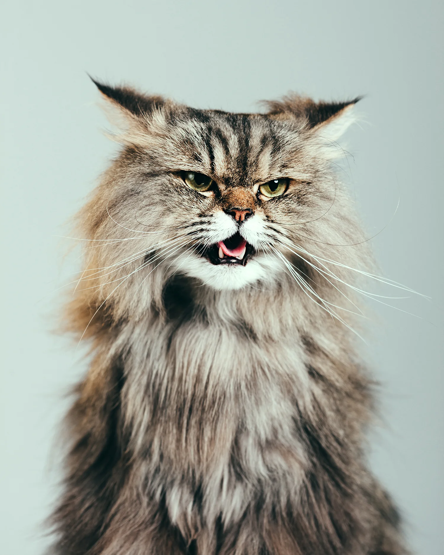 4 Things Animal Planet S Jackson Galaxy Taught Us About Cat Care