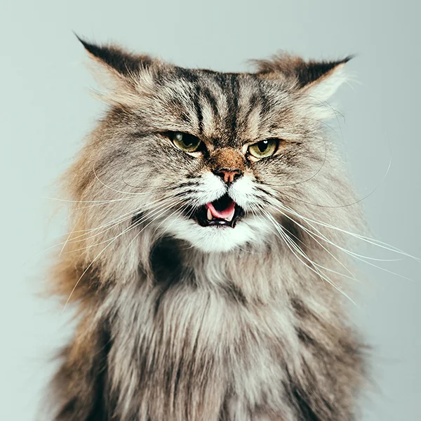 4 Things Animal Planet’s Jackson Galaxy Taught Us About Cat Care