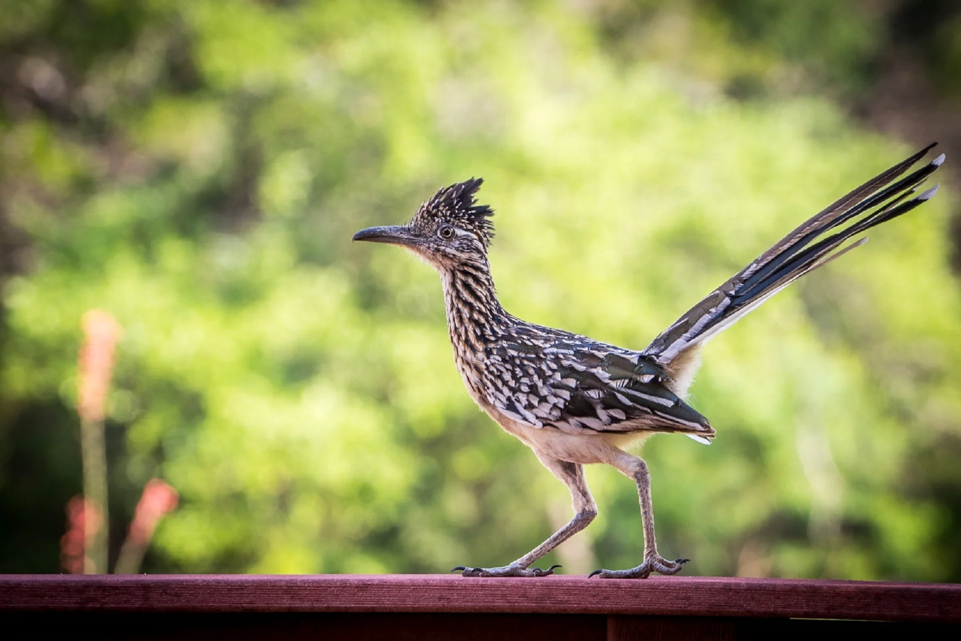 Roadrunner.jpg