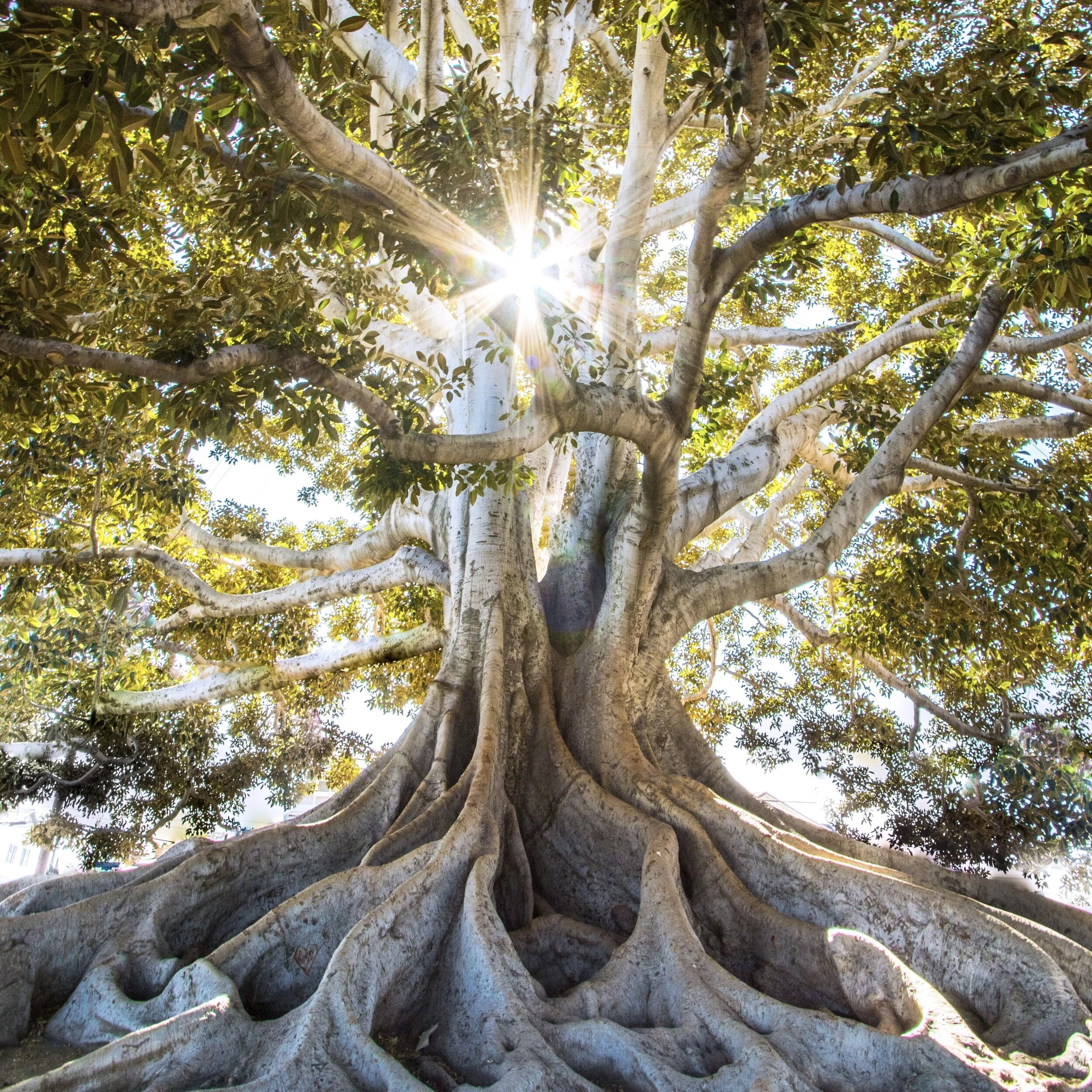 Through Different Eyes