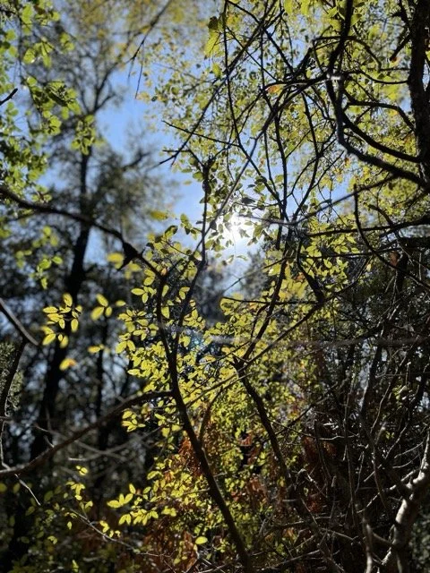 Sunshine, Yes, Even Now, and Also