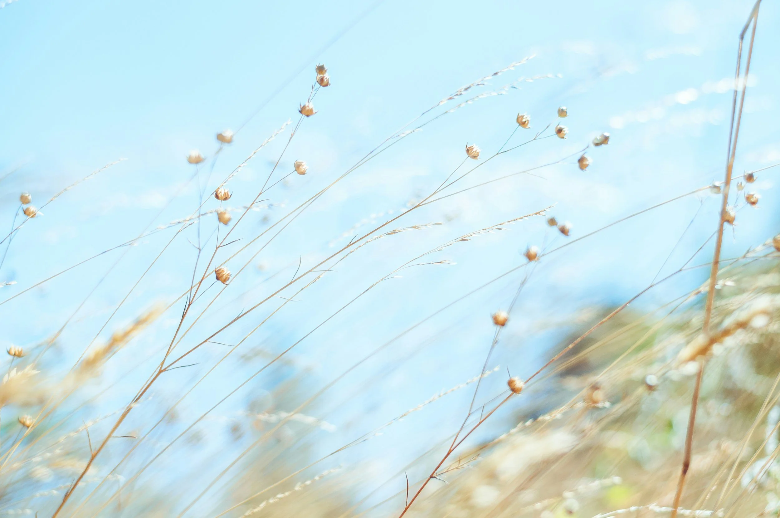 Free Session: Summer to Fall